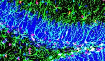 Descubren un mecanismo que promueve la creación de nuevas neuronas toda la vida