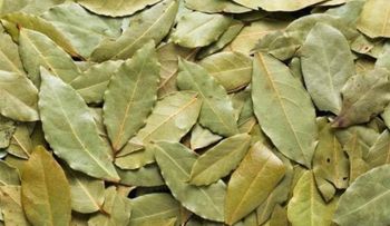 Cómo usar laurel para el tratamiento de la diabetes y otros trastornos