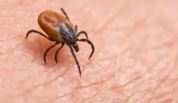 La babesiosis, transmitida por garrapatas, va en aumento en EEUU