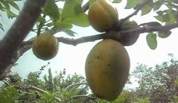 El arbol de ciruelas que dio mangos (VIDEO)
