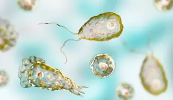 La ameba "comecerebros", el organismo unicelular que ataca bajo el agua y puede ser letal