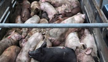 Haití prohíbe carne cerdo de República Dominicana por virus