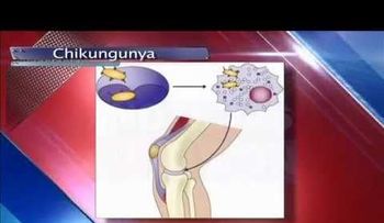 Conozca el origen del Chikungunya