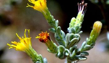 Flor de remedio contra la diabetes