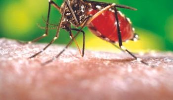 Diez recomendaciones para que no te â??agarreâ? la chikungunya 