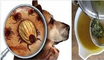 Aleja las pulgas de tu casa para siempre con este remedio