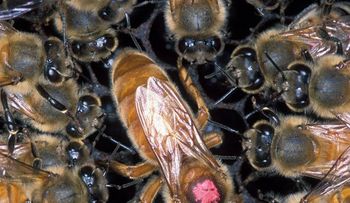 Policía muere en tiroteo, pero atacado por...¡abejas!