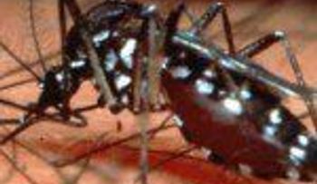 Brasil registra el mayor número de muertes por dengue en su historia este año
