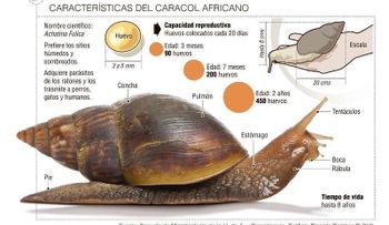 Alertan no tocar, transportar, ni consumir el dañino caracol gigante africano