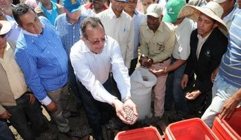 Inician siembra masiva de habichuelas en San Juan de la Maguana