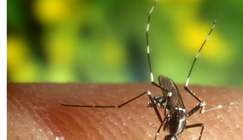 Pérdida de biodiversidad hace a humanos más vulnerables a mosquitos