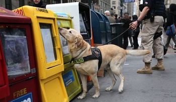 Un dispositivo conseguirá que los perros transmitan mensajes a los humanos