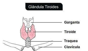 Señales de que padeces hipotiroidismo