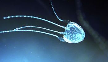 La dirección del viento puede predecir la llegada de la medusa, según estudio