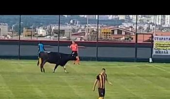 Un toro se cuela en medio de un partido de fútbol