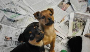 Perros dan varias vueltas antes de excretar