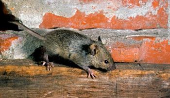 Los ratones de Nueva York son portadores de nuevos virus y superbacterias, según estudio