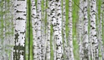 Propiedades y beneficios del agua árbol aromático de abedul 