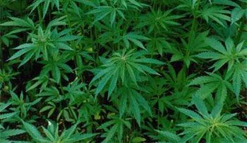 DNCD identifica propietario finca de más de mil 317 plantas de marihuanas en loma de Peravía