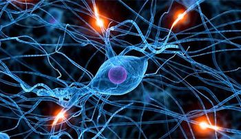 Revelan el papel de un gen en la protección frente al Alzheimer