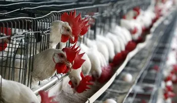 Productores avícolas sienten temor por la sobreproducción de pollo