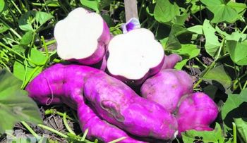Más de una exquisitez con batata