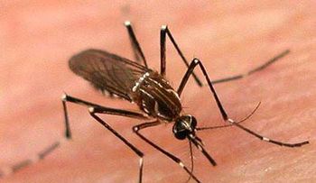 Japón registra primer caso de dengue en 60 años