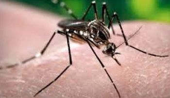 Eliminar los criaderos es fundamental para combatir Zika y Dengue