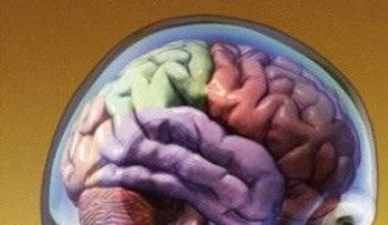 Un tipo de fruta para cada quien. La fresa ayuda a mantener el cerebro más joven 