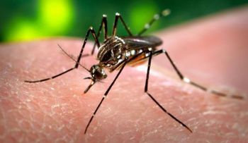 Advierten hace falta conciencia para enfrentar el zika, dengue y chikungunya