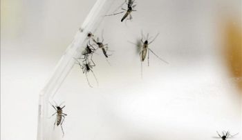 Las autoridades de socorro dominicanas, en sesión permanente ante amenaza del zika
