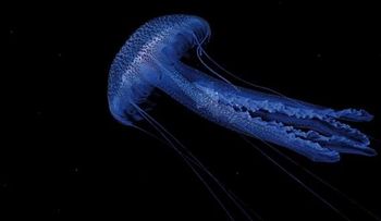 ¿Tienen las medusas el secreto de la vida eterna?