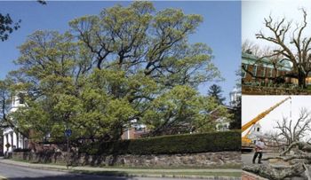 Muere icónico roble de 600 años donde se sombreó George Washington en Nueva Jersey 