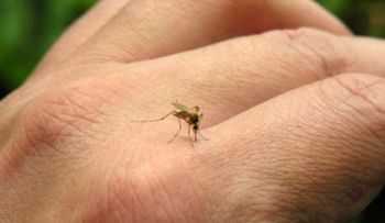 El mejor remedio para ahuyentar los mosquitos de una vez por todas (VIDEO)