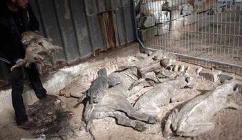 Animales en zoológico de Gaza mueren de hambre y enfermedades