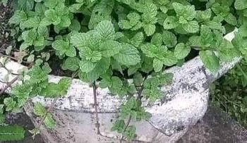 Agua de hierbabuena con limón