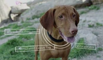 Collar inteligente para entrenar perros