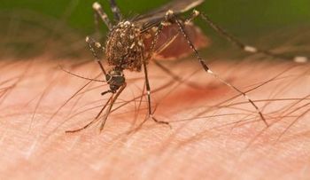 Hallan un hongo que elimina al mosquito transmisor de la fiebre chikungunya y el dengue