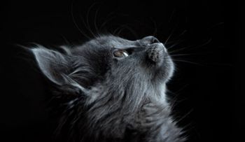 Aunque cueste creerlo los gatos reconocerían su propio su nombre