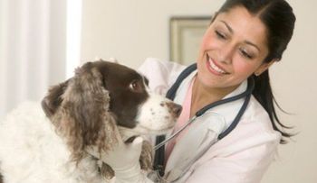 En Londrés usarán perros para detectar el cáncer