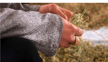 Plantas medicinales ganan protagonismo con fenómeno Hamnet