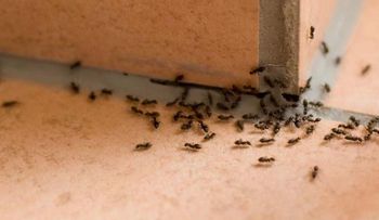 Remedios imperdibles para alejar los insectos de la casa