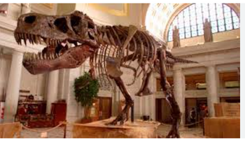 Rey de los dinosaurios crecía hasta los 40 años