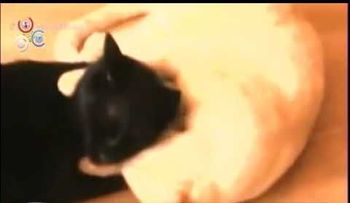 Lo que le sacaron a esta mujer de su parte por dormir con su gato (VIDEO)