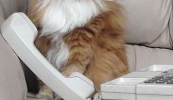 Gato llama al número de emergencias 999