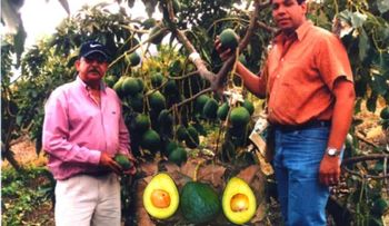 Productor dominicano de aguacates gana demanda a empresa clonaba variedad Carla