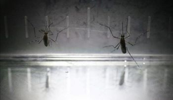 Panamá teme que surgirá brote explosivo de chikunguña pero no sabe cuándo