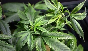 Revelan cómo la marihuana detiene el cancer