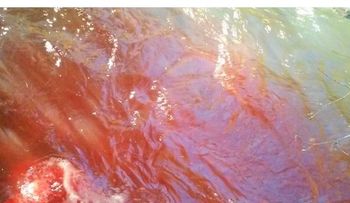 La sangre no llegará al río: Una expresión para aliviar conflictos