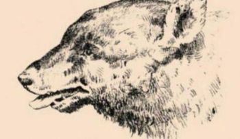 ¿Hay un hombre oculto en el perro?